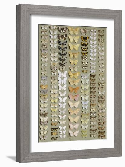 One Hundred and Fifty-eight Medium and Small-sized Moths in Seven Columns-Marian Ellis Rowan-Framed Giclee Print