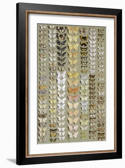 One Hundred and Fifty-eight Medium and Small-sized Moths in Seven Columns-Marian Ellis Rowan-Framed Giclee Print