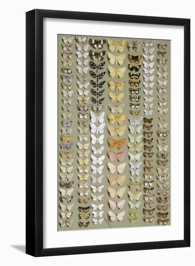 One Hundred and Fifty-eight Medium and Small-sized Moths in Seven Columns-Marian Ellis Rowan-Framed Giclee Print