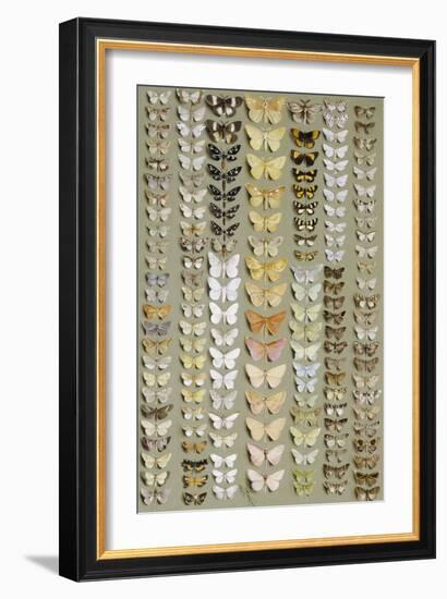 One Hundred and Fifty-eight Medium and Small-sized Moths in Seven Columns-Marian Ellis Rowan-Framed Giclee Print