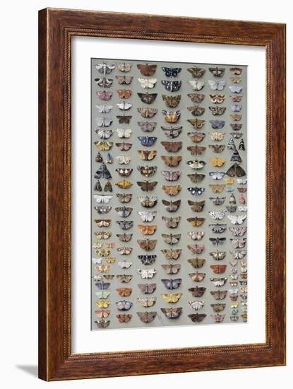 One Hundred and Sixty Six Moths Belonging to Several Families, But Mostly Noctuidae and Geometridae-Marian Ellis Rowan-Framed Giclee Print