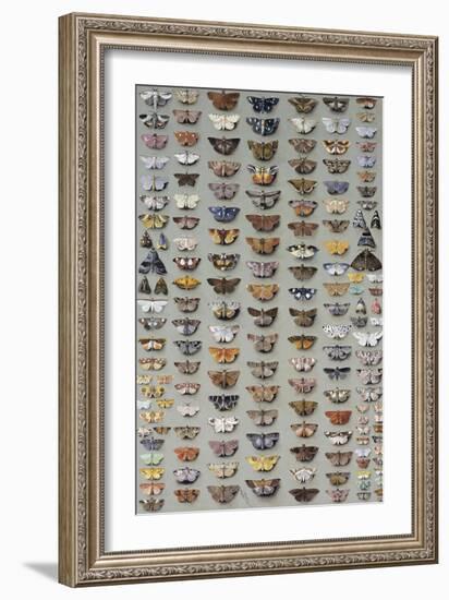 One Hundred and Sixty Six Moths Belonging to Several Families, But Mostly Noctuidae and Geometridae-Marian Ellis Rowan-Framed Giclee Print