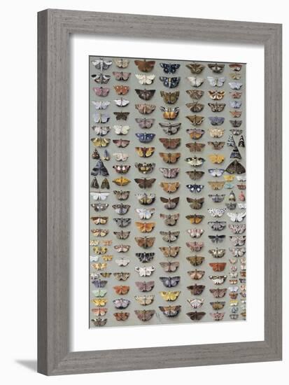 One Hundred and Sixty Six Moths Belonging to Several Families, But Mostly Noctuidae and Geometridae-Marian Ellis Rowan-Framed Giclee Print