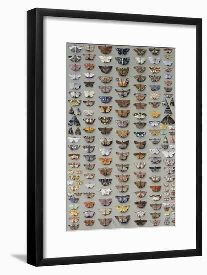 One Hundred and Sixty Six Moths Belonging to Several Families, But Mostly Noctuidae and Geometridae-Marian Ellis Rowan-Framed Giclee Print