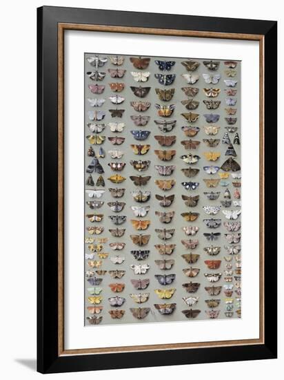 One Hundred and Sixty Six Moths Belonging to Several Families, But Mostly Noctuidae and Geometridae-Marian Ellis Rowan-Framed Giclee Print