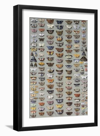 One Hundred and Sixty Six Moths Belonging to Several Families, But Mostly Noctuidae and Geometridae-Marian Ellis Rowan-Framed Giclee Print