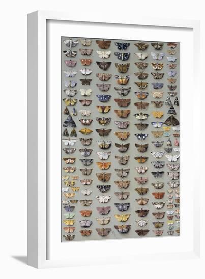 One Hundred and Sixty Six Moths Belonging to Several Families, But Mostly Noctuidae and Geometridae-Marian Ellis Rowan-Framed Giclee Print