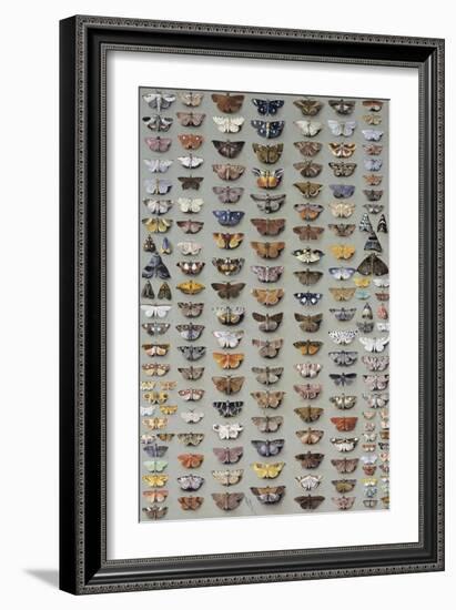 One Hundred and Sixty Six Moths Belonging to Several Families, But Mostly Noctuidae and Geometridae-Marian Ellis Rowan-Framed Giclee Print