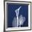 One Indigo Calla Lily-Albert Koetsier-Framed Premium Giclee Print