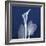 One Indigo Calla Lily-Albert Koetsier-Framed Premium Giclee Print