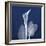 One Indigo Calla Lily-Albert Koetsier-Framed Premium Giclee Print