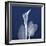 One Indigo Calla Lily-Albert Koetsier-Framed Premium Giclee Print