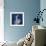 One Indigo Calla Lily-Albert Koetsier-Framed Premium Giclee Print displayed on a wall