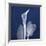 One Indigo Calla Lily-Albert Koetsier-Framed Premium Giclee Print