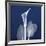 One Indigo Calla Lily-Albert Koetsier-Framed Premium Giclee Print