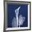 One Indigo Calla Lily-Albert Koetsier-Framed Premium Giclee Print