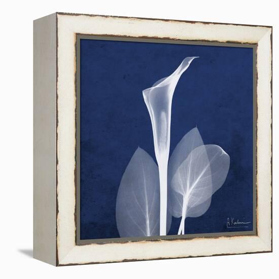 One Indigo Calla Lily-Albert Koetsier-Framed Stretched Canvas