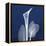 One Indigo Calla Lily-Albert Koetsier-Framed Stretched Canvas