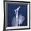 One Indigo Calla Lily-Albert Koetsier-Framed Giclee Print