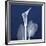 One Indigo Calla Lily-Albert Koetsier-Framed Giclee Print