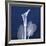 One Indigo Calla Lily-Albert Koetsier-Framed Giclee Print