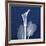 One Indigo Calla Lily-Albert Koetsier-Framed Giclee Print