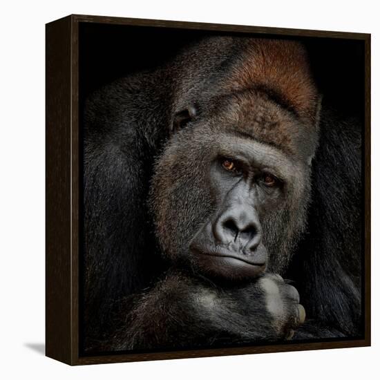 One Moment in Contact-Antje Wenner-Braun-Framed Premier Image Canvas