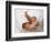 One Month Old Newborn Baby Girl-Amanda Hall-Framed Photographic Print