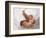 One Month Old Newborn Baby Girl-Amanda Hall-Framed Photographic Print