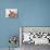 One Month Old Newborn Baby Girl-Amanda Hall-Photographic Print displayed on a wall