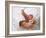 One Month Old Newborn Baby Girl-Amanda Hall-Framed Photographic Print