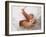 One Month Old Newborn Baby Girl-Amanda Hall-Framed Photographic Print