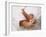 One Month Old Newborn Baby Girl-Amanda Hall-Framed Photographic Print