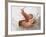 One Month Old Newborn Baby Girl-Amanda Hall-Framed Photographic Print