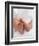 One Month Old Newborn Baby Girl-Amanda Hall-Framed Photographic Print