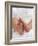 One Month Old Newborn Baby Girl-Amanda Hall-Framed Photographic Print