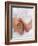 One Month Old Newborn Baby Girl-Amanda Hall-Framed Photographic Print