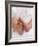 One Month Old Newborn Baby Girl-Amanda Hall-Framed Photographic Print