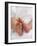 One Month Old Newborn Baby Girl-Amanda Hall-Framed Photographic Print