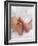 One Month Old Newborn Baby Girl-Amanda Hall-Framed Photographic Print