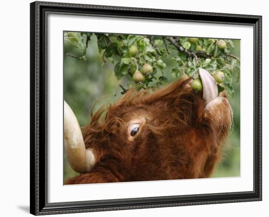 One of a Herd of Scottish Highland Cattle Picks Pears from a Tree in Gockhausen, Switzerland-null-Framed Photographic Print