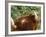 One of a Herd of Scottish Highland Cattle Picks Pears from a Tree in Gockhausen, Switzerland-null-Framed Photographic Print