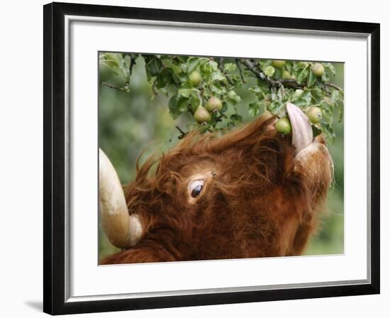 One of a Herd of Scottish Highland Cattle Picks Pears from a Tree in Gockhausen, Switzerland-null-Framed Photographic Print