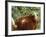 One of a Herd of Scottish Highland Cattle Picks Pears from a Tree in Gockhausen, Switzerland-null-Framed Photographic Print