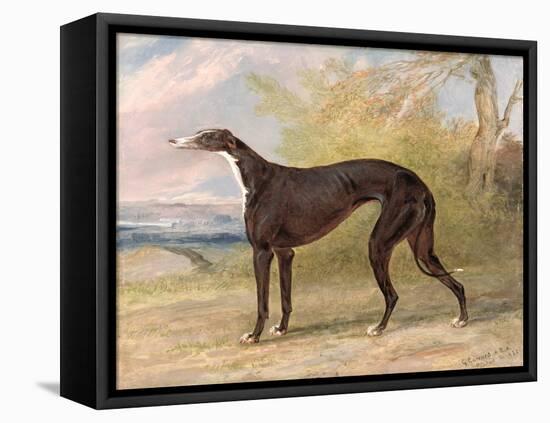 One of George Lane Fox's Winning Greyhounds: the Black and White Greyhound Bitch, Juno-George Garrard-Framed Premier Image Canvas