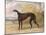 One of George Lane Fox's Winning Greyhounds: the Black and White Greyhound Bitch, Juno-George Garrard-Mounted Giclee Print