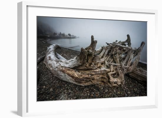 One of Many Trees Washed Up Upon the Shore of Alki Beach, West Seattle, Washington-Dan Holz-Framed Photographic Print