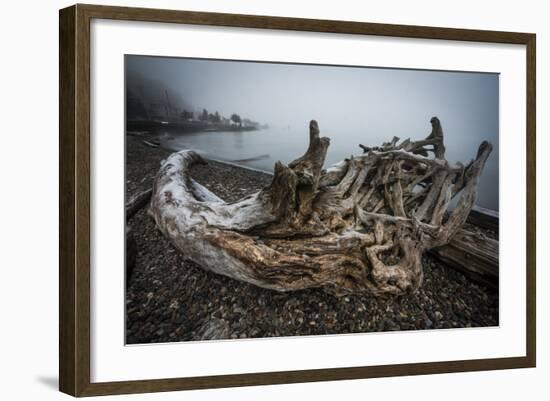 One of Many Trees Washed Up Upon the Shore of Alki Beach, West Seattle, Washington-Dan Holz-Framed Photographic Print