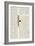 One of Two Fragments from Lancelot Du Lac (Re 223039)-William Morris-Framed Giclee Print