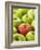 One Red Apple Among Green Apples-Greg Elms-Framed Photographic Print